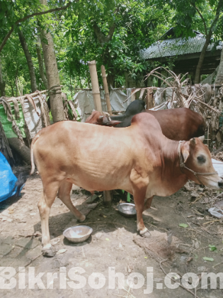 সুন্দর দেশি গরু